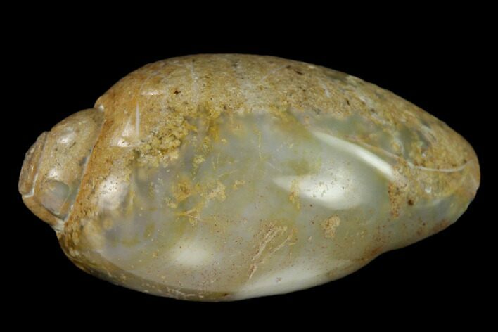 Polished, Chalcedony Replaced Gastropod Fossil - India #133536